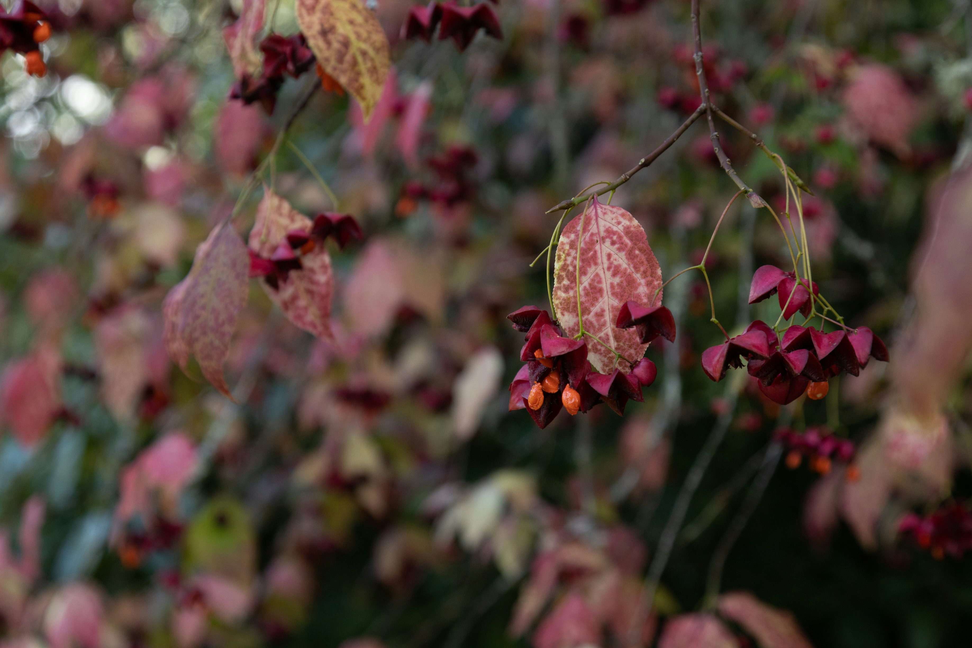 木の上にある花の束
