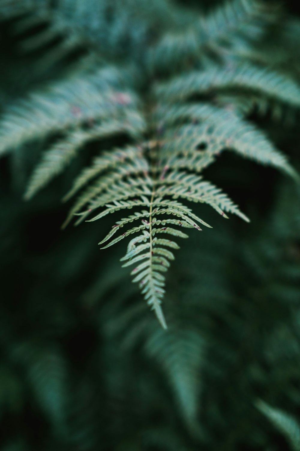 a close up of a plant with green leaves