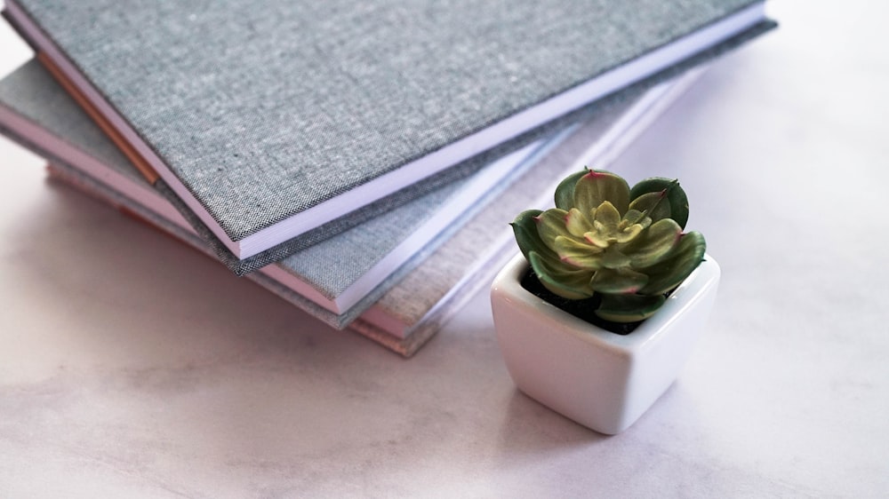 a small potted plant sitting next to a stack of books