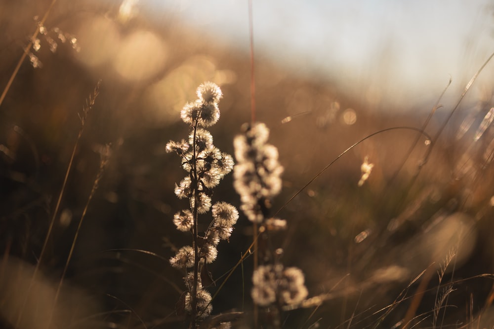 a close up of a flower in a field