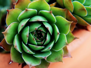 a close up of a green plant on a table