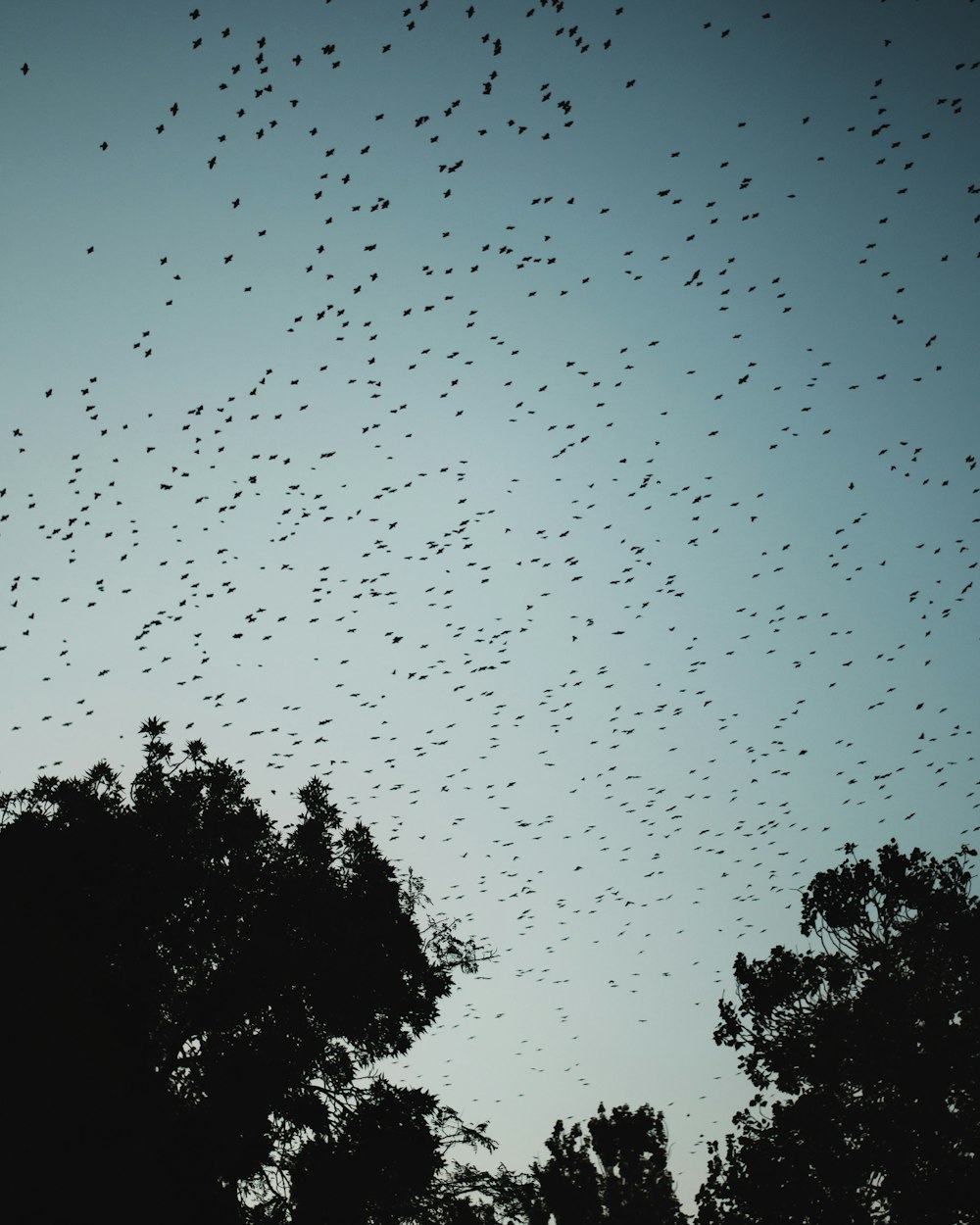 Una bandada de pájaros volando sobre un bosque