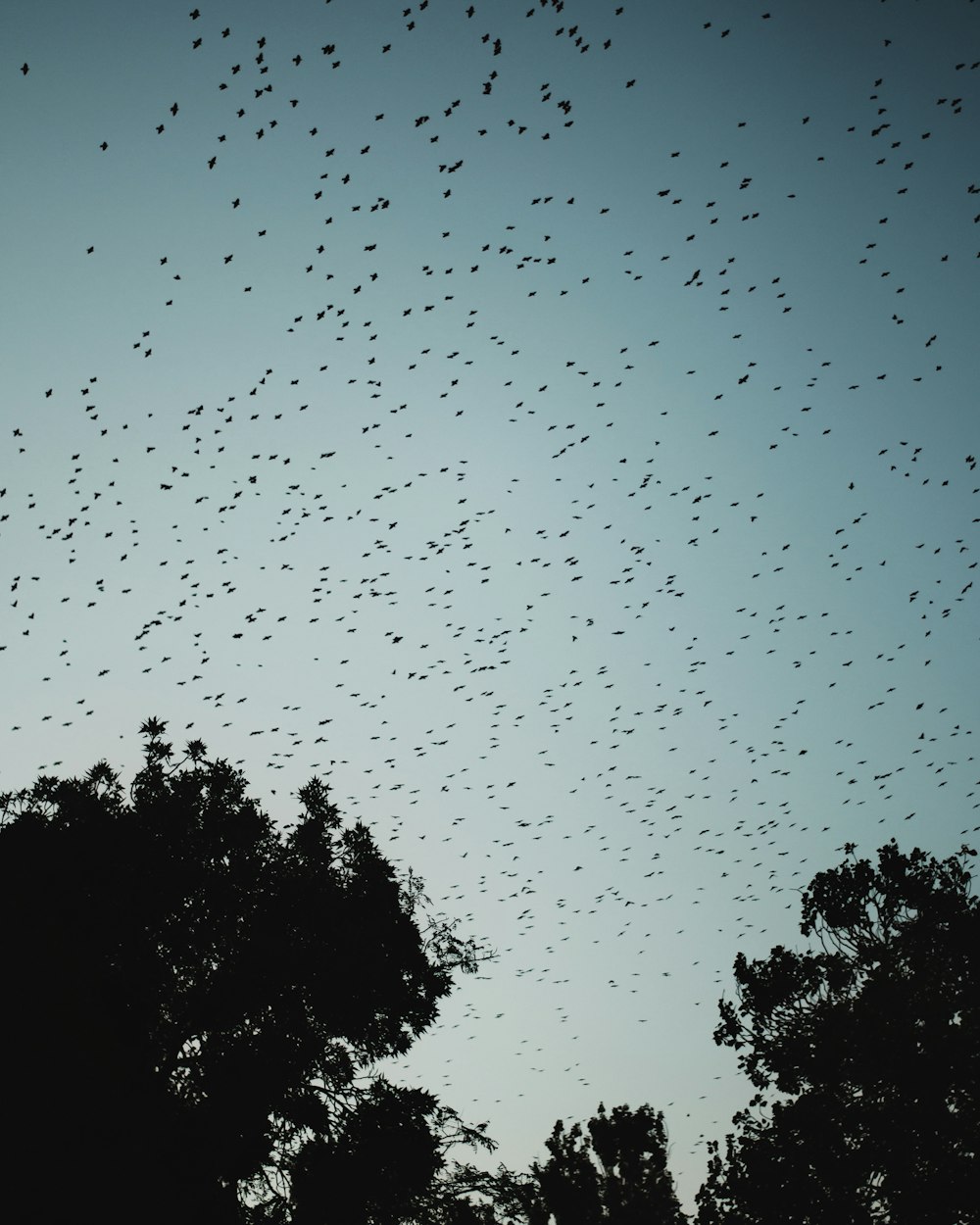 a flock of birds flying over a forest