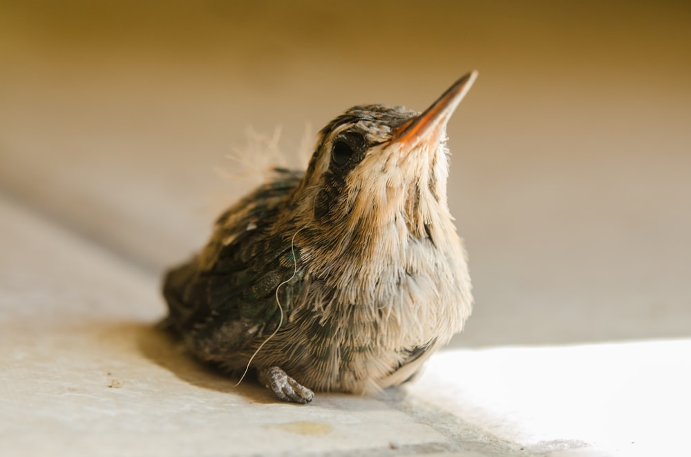 a small bird is sitting on the floor