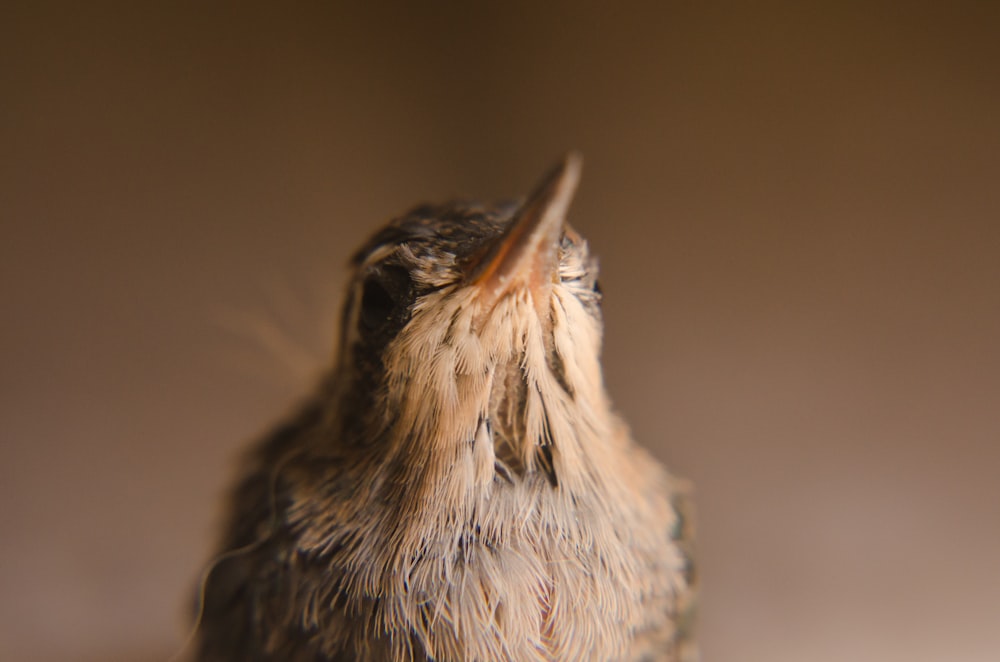 a small bird sitting on top of a table