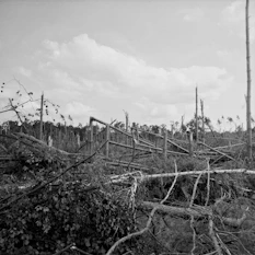 a black and white photo of a forest
