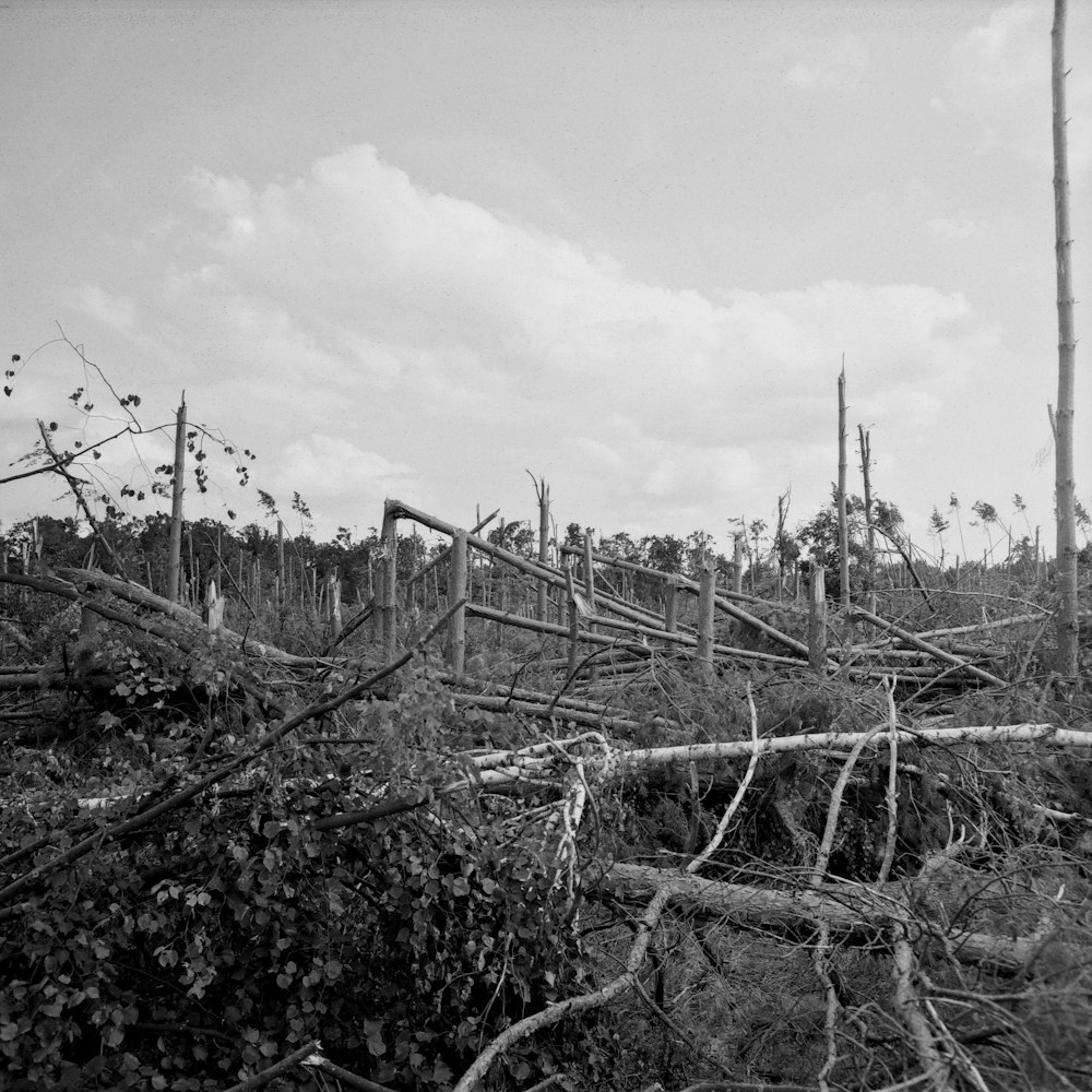 a black and white photo of a forest