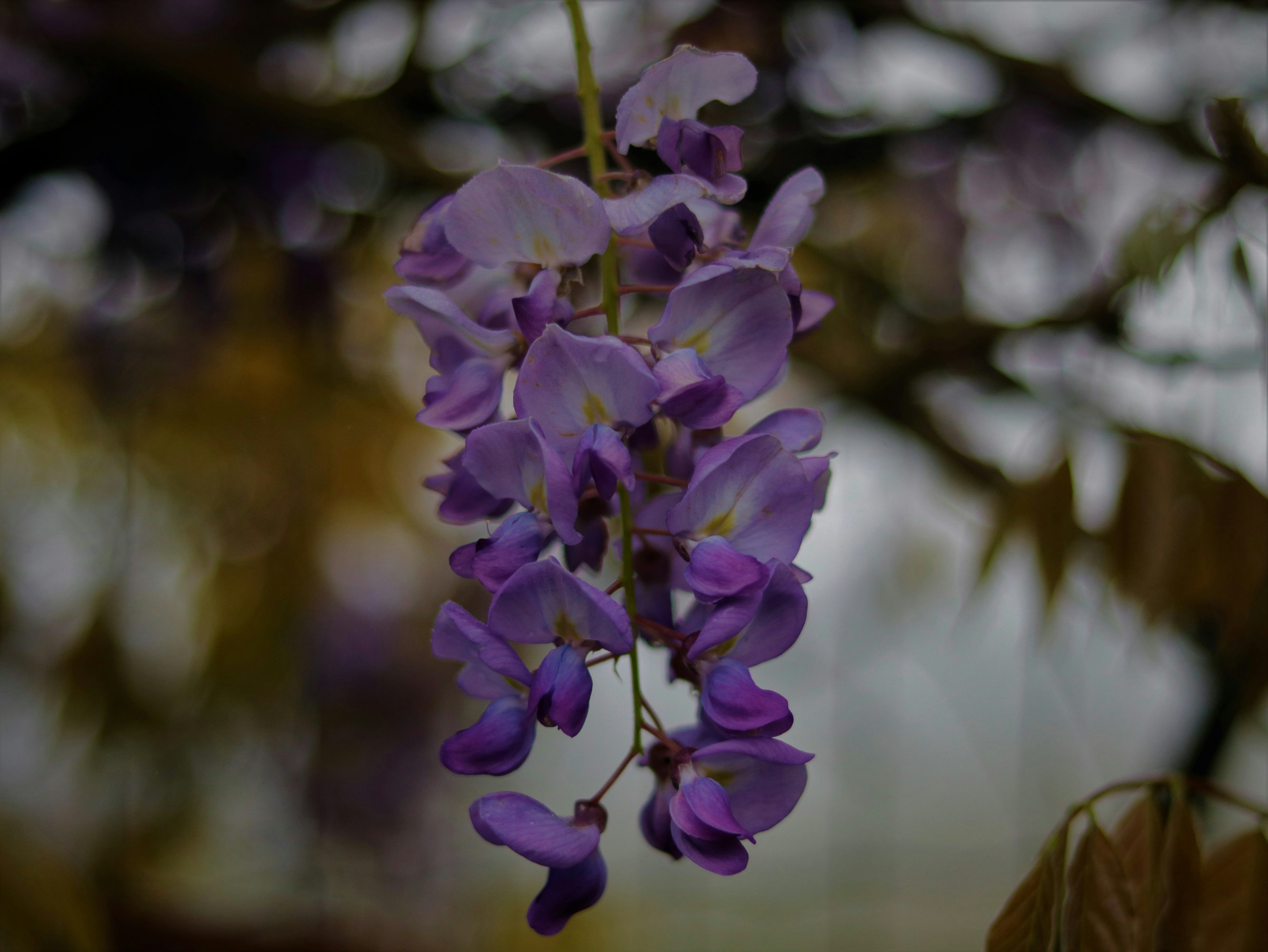 Photo by luizabraun