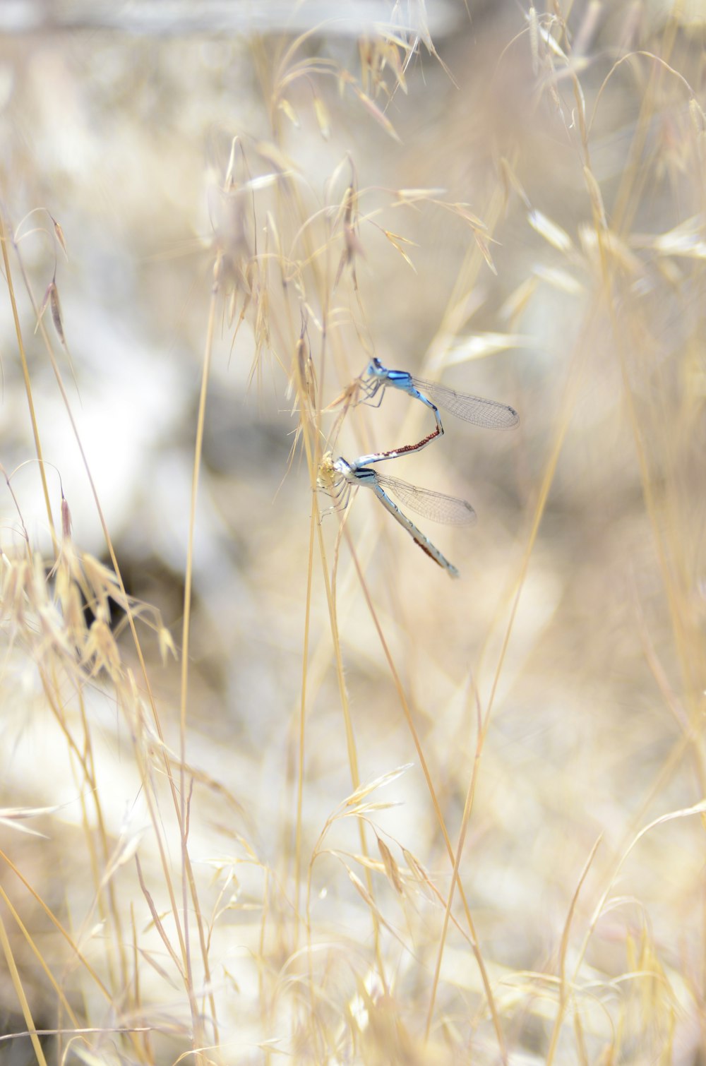 a blue dragonfly sitting on top of a dry grass field