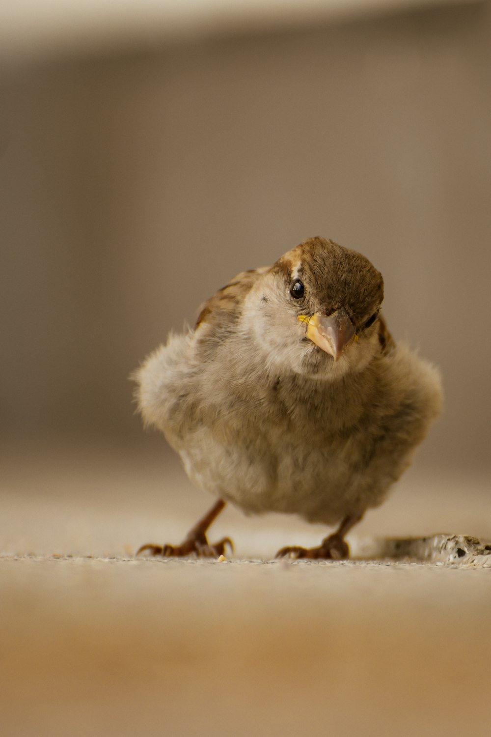 a small bird sitting on the ground looking at the camera