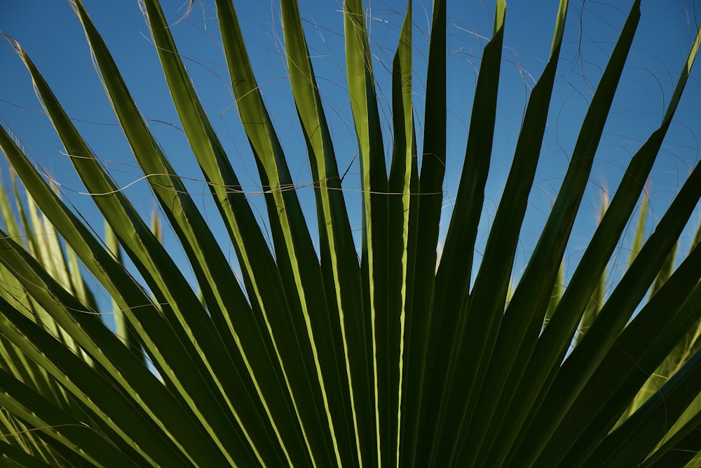 Un primer plano de una palmera con un cielo azul en el fondo