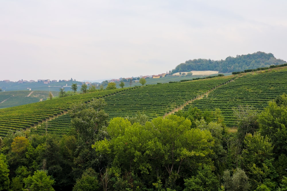 a lush green hillside covered in lots of trees