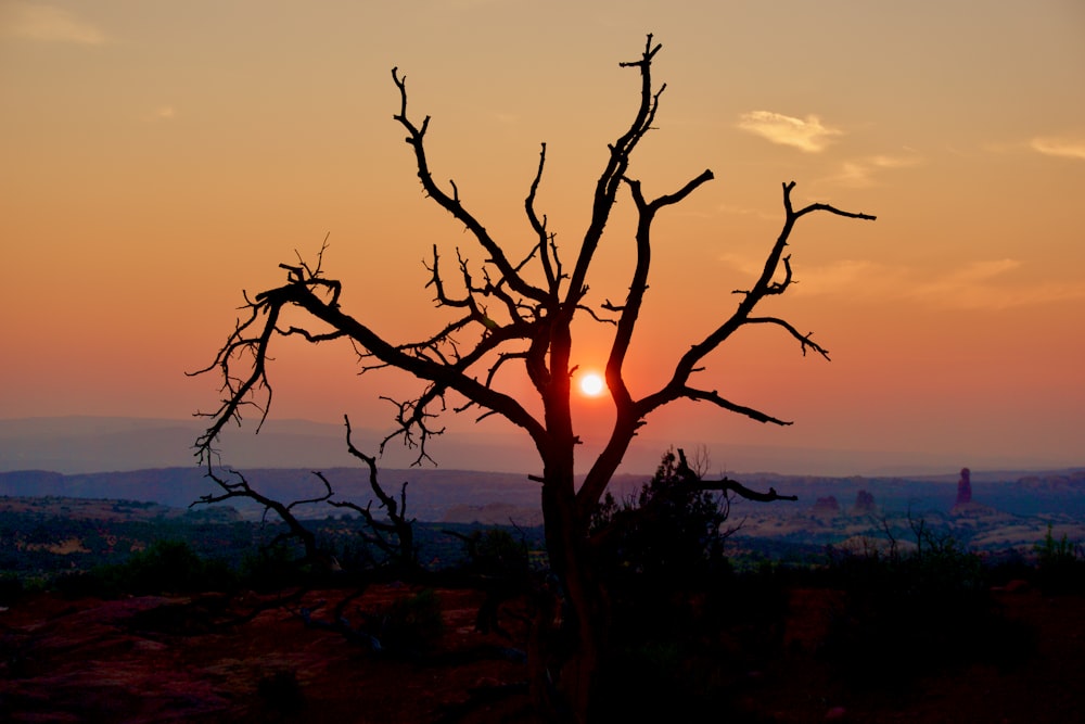 the sun is setting behind a barren tree