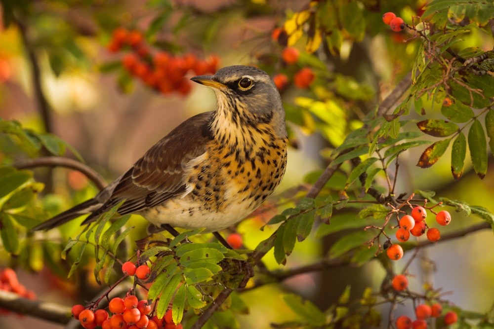 a bird sitting on a branch of a tree with berries