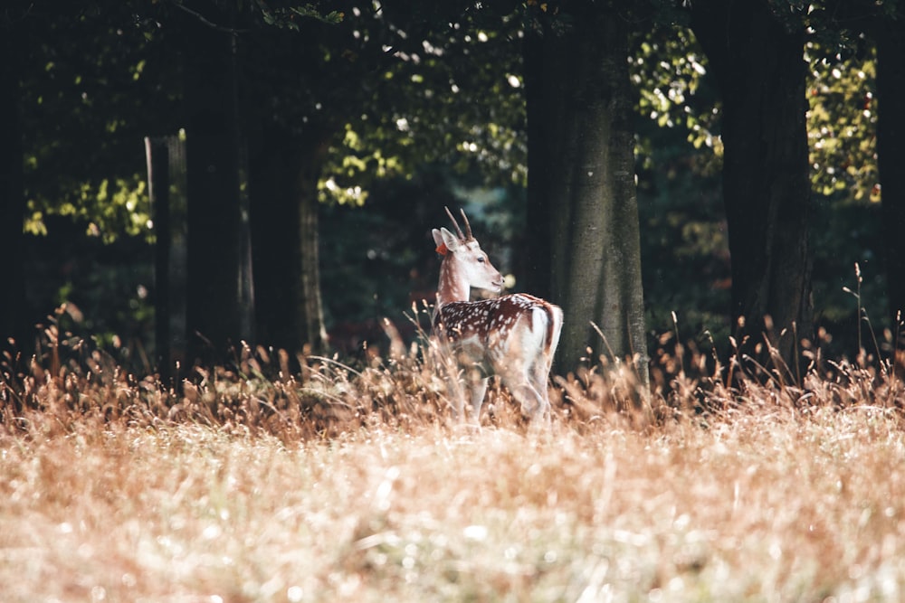 a deer standing in the middle of a forest