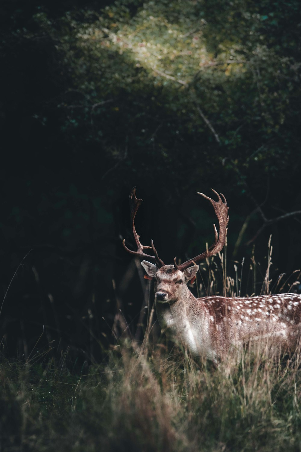 un cerf avec des bois debout dans les hautes herbes