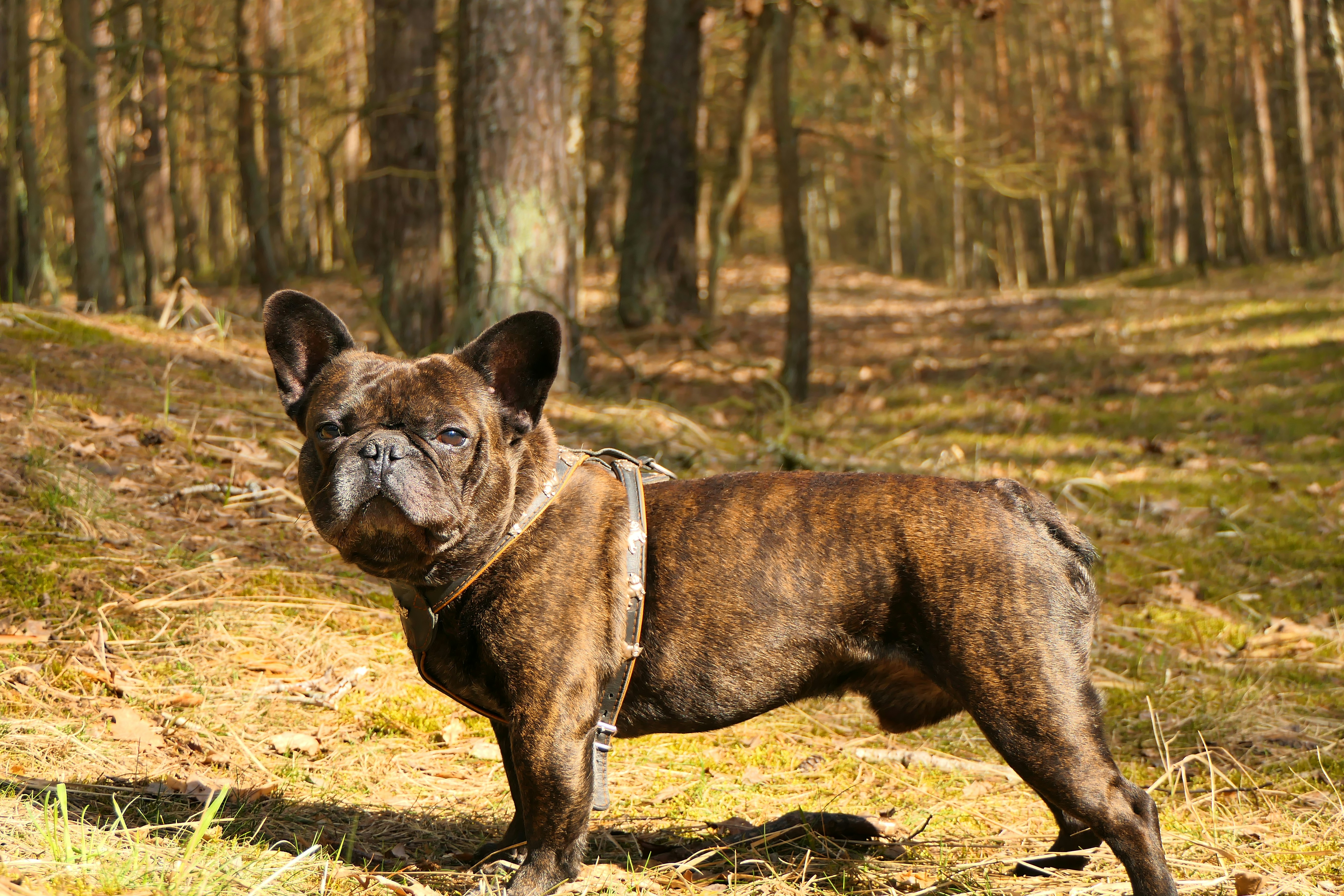 Bouledogue Français