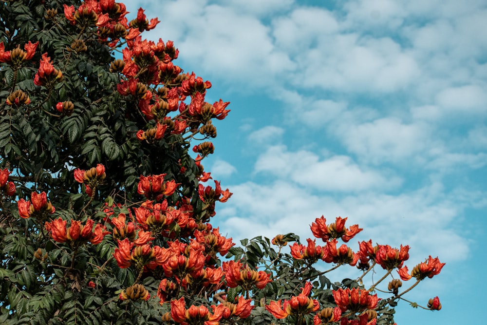 a tree filled with lots of red flowers under a cloudy blue sky