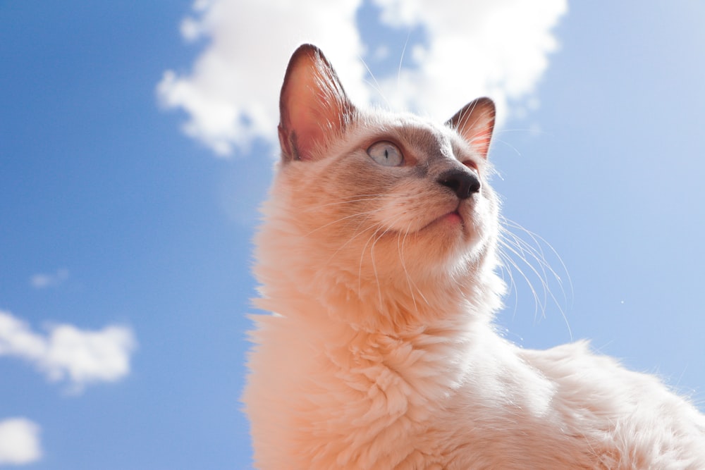 a close up of a cat with a sky background