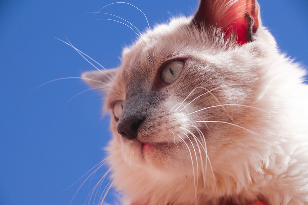 a close up of a cat with a sky background