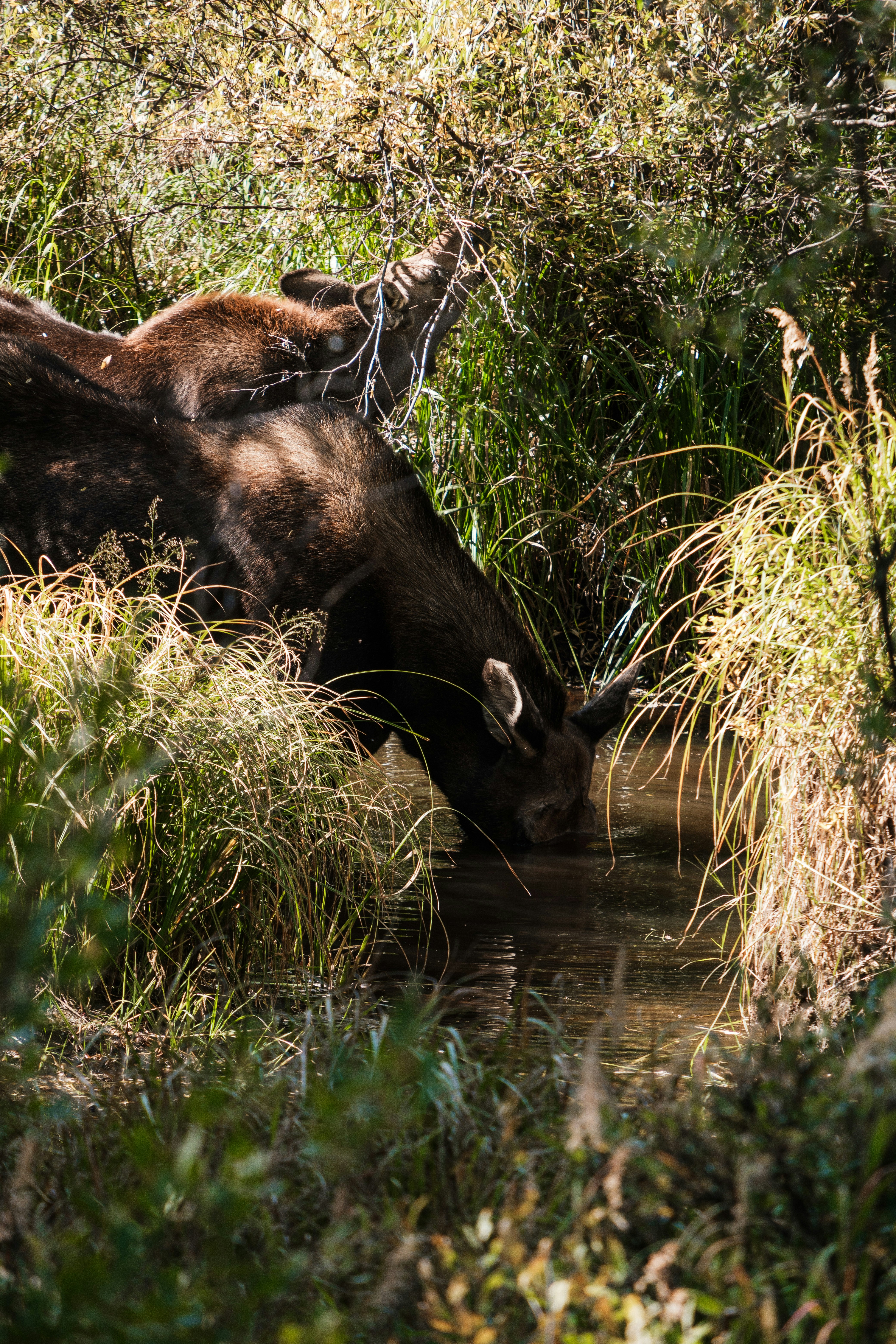 Moose antlers can reach 6 feet in length and weigh over 40lbs! That's pretty cool, and that's why moose deserve the finest quality images. Now you can present moose in all their glory with Unsplash's huge collection of moose pictures, available for free!