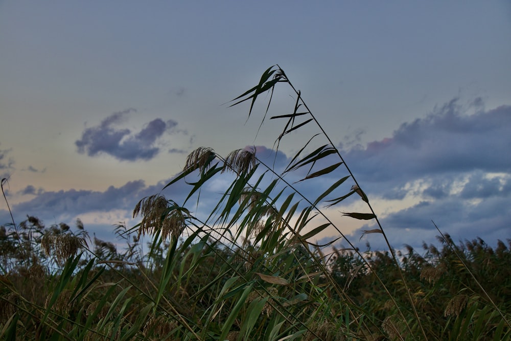 a tall grass plant sitting in the middle of a field