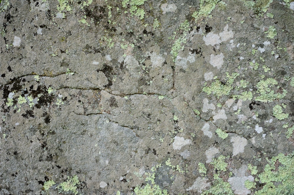 a close up of a rock with moss growing on it