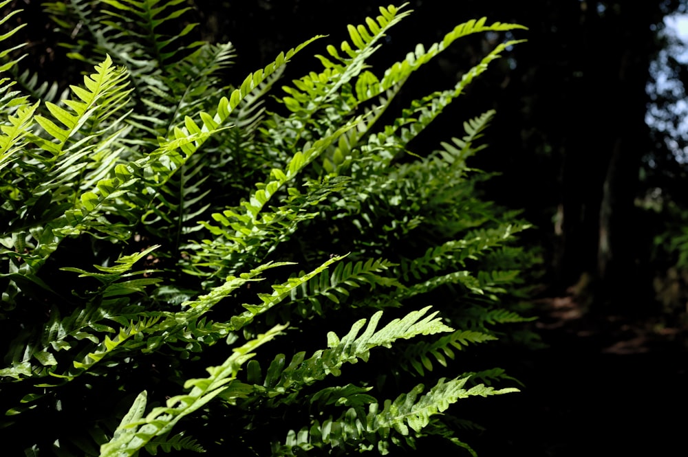 a close up of a green plant with lots of leaves