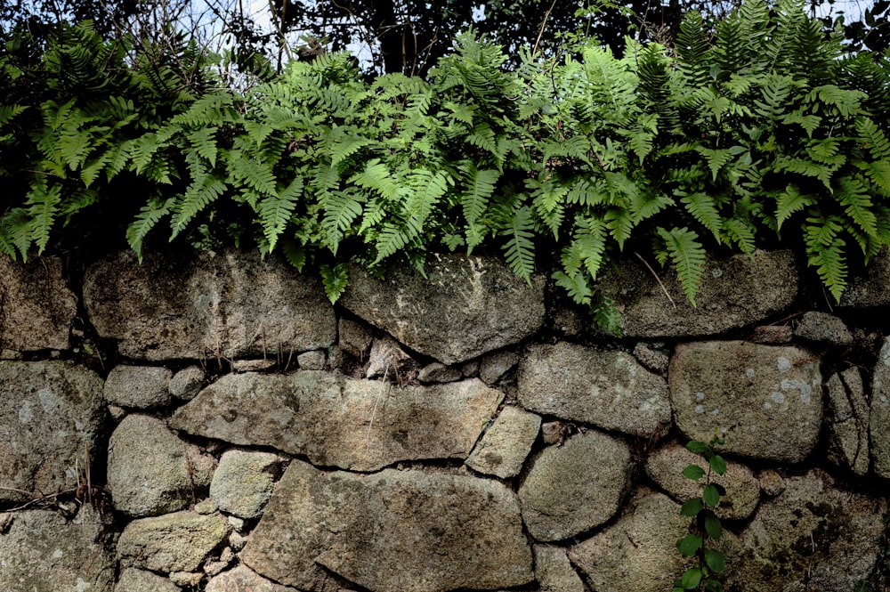 a stone wall with green plants growing on it