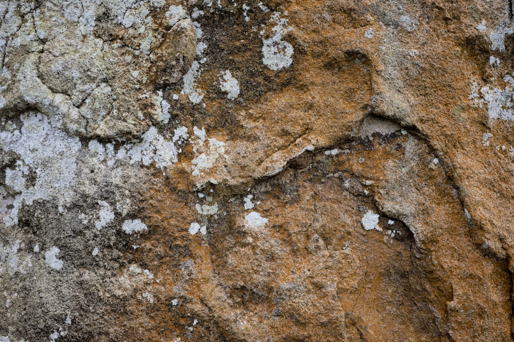 a close up of a rock with lichen on it