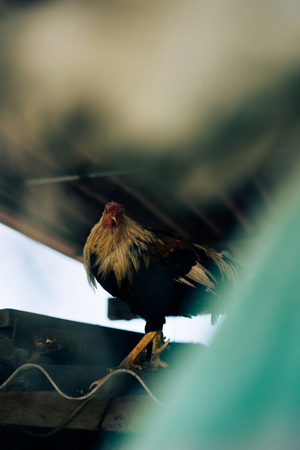 Un pájaro marrón y negro sentado en la parte superior de un techo