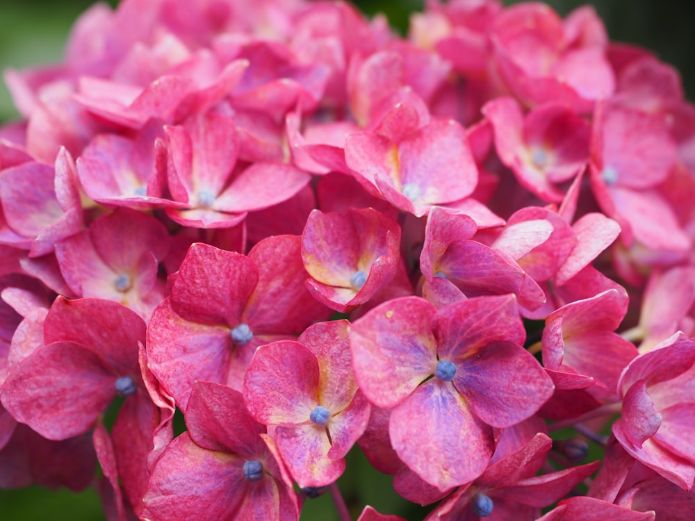 un bouquet de fleurs roses qui fleurissent