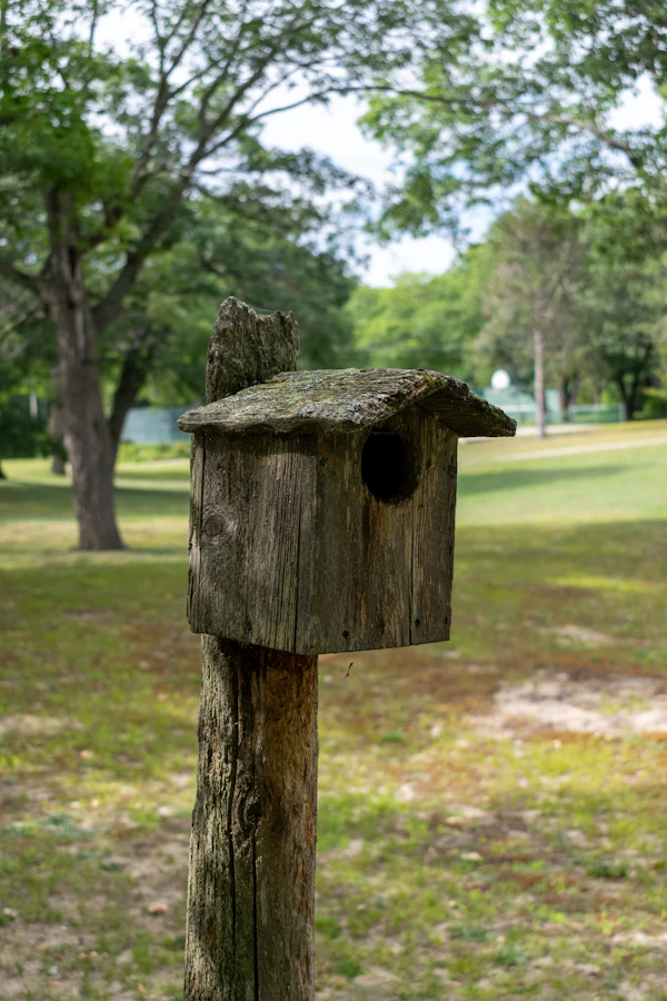 birdhouse building