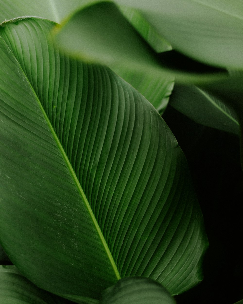 a close up of a large green leaf