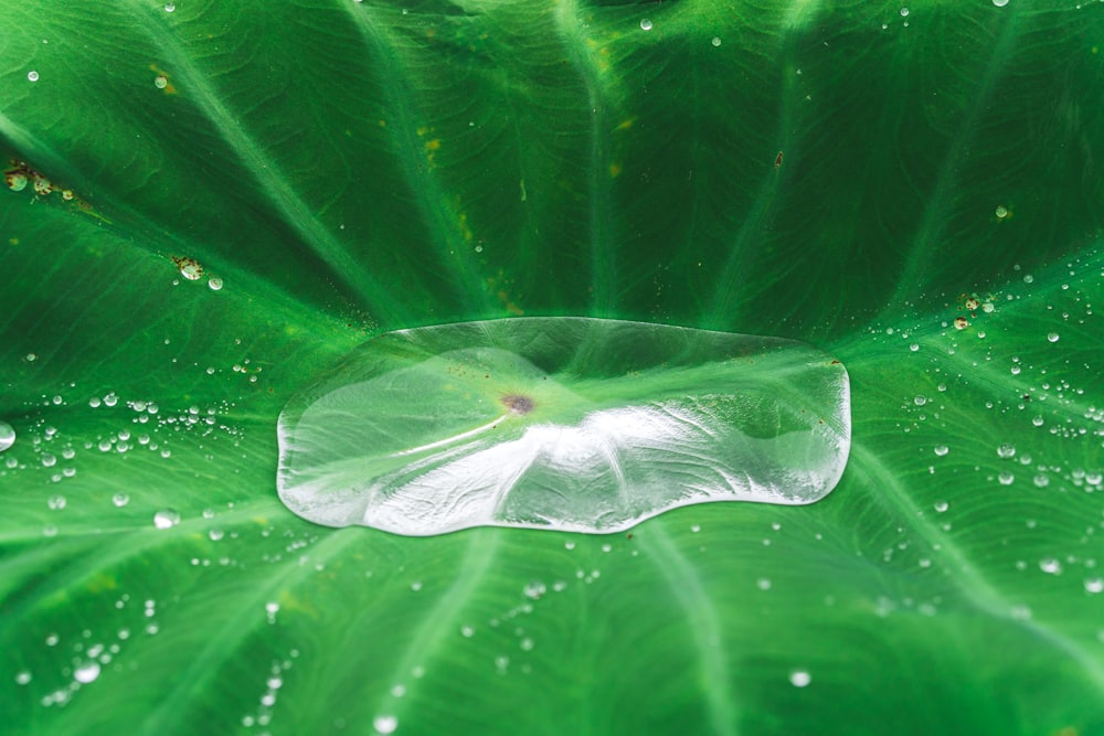 una grande foglia verde con goccioline d'acqua su di essa