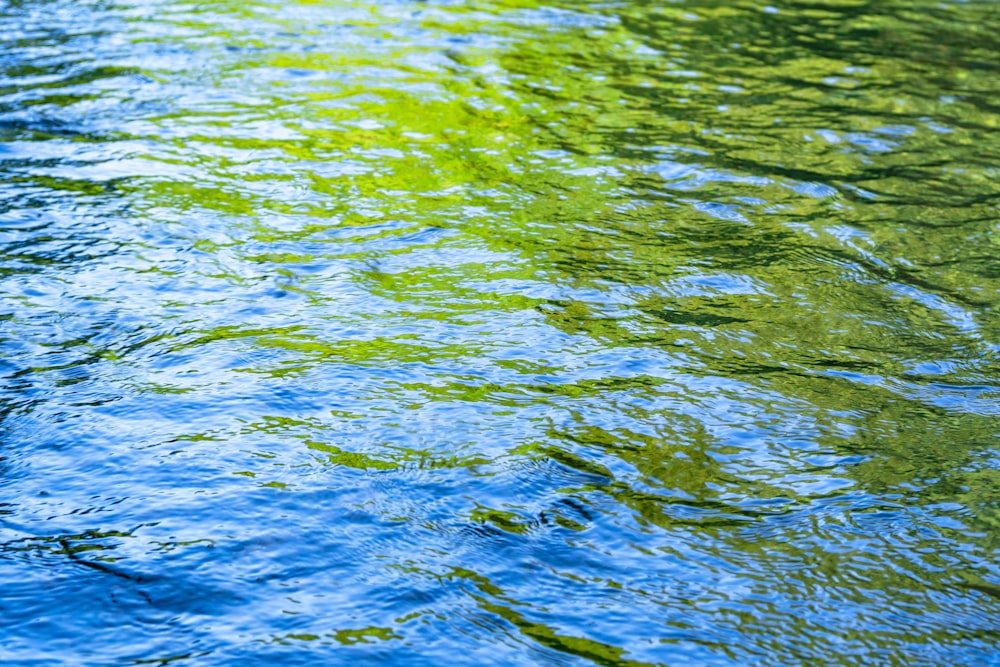 Eine Ente, die auf einem Gewässer schwimmt