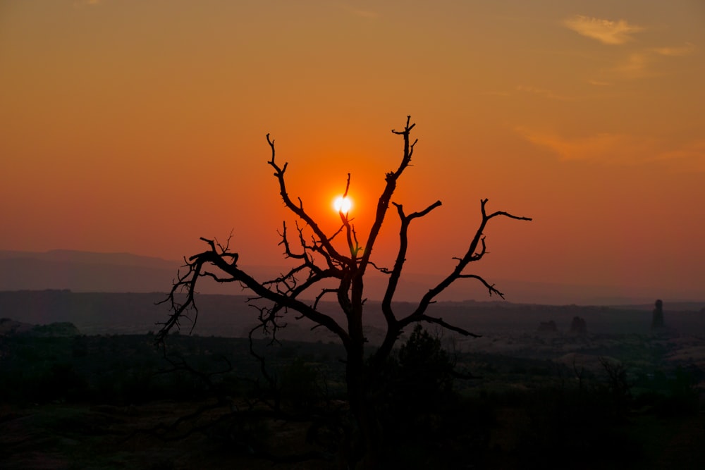 the sun is setting behind a barren tree