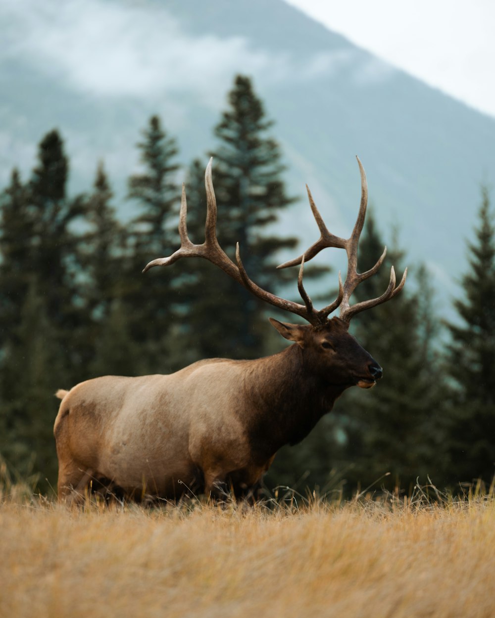 a large elk standing on top of a grass covered field