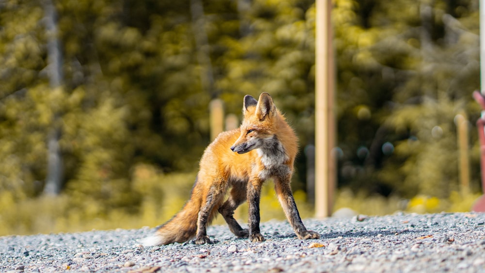 a red fox standing on top of a gravel road