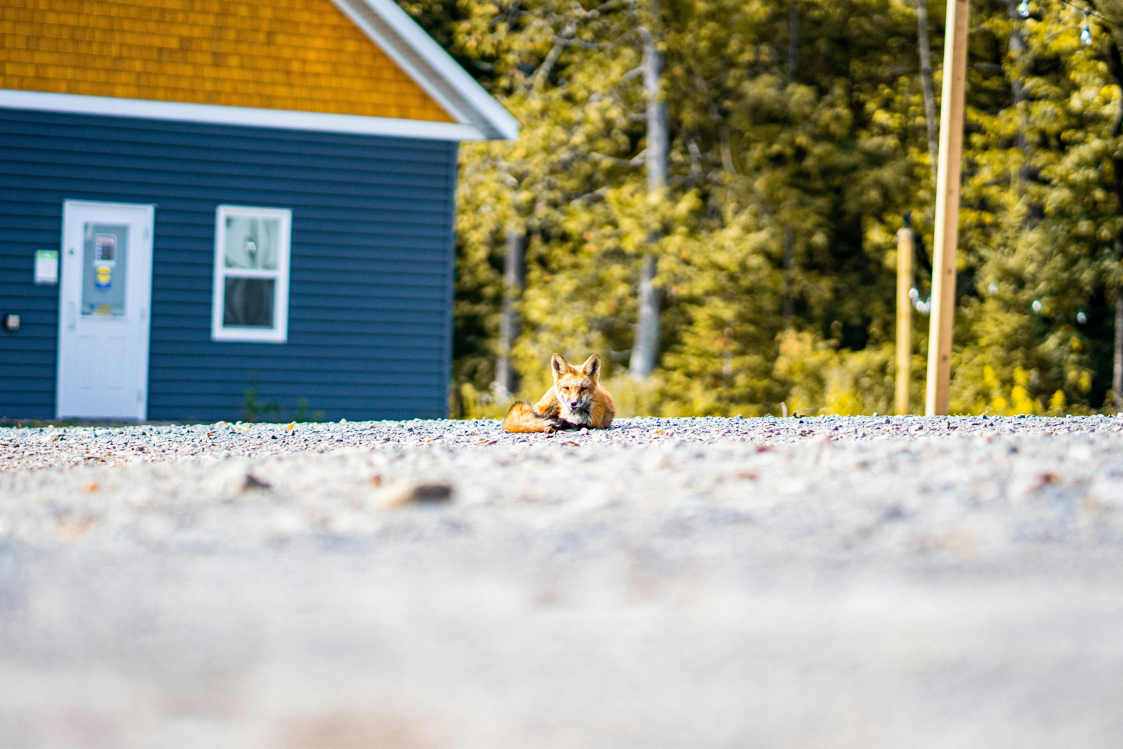 a dog laying on the ground in front of a blue house