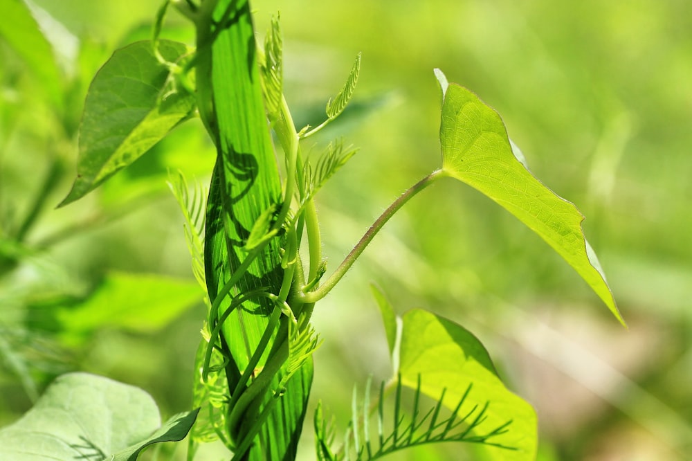 a close up of a green plant with leaves