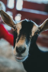A close-up image of a goat showcasing its unique features.