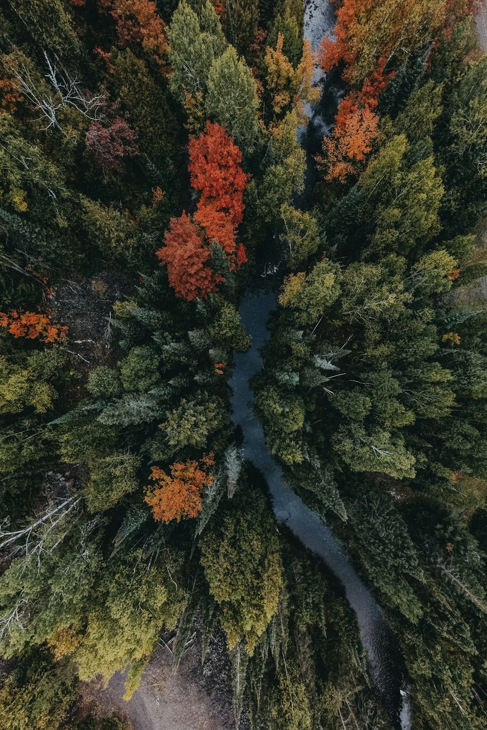 an aerial view of a forest with a river running through it