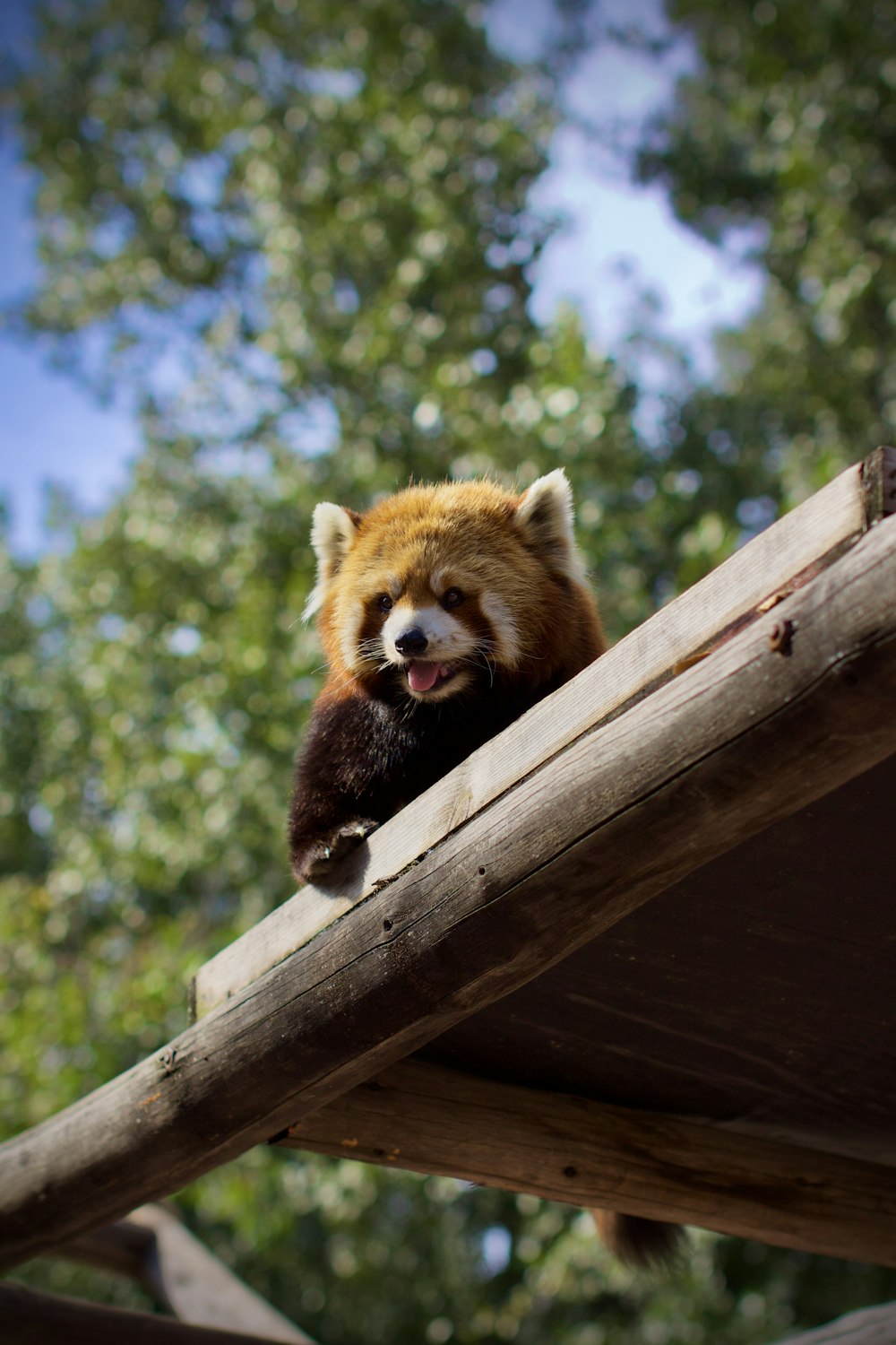 a small red panda sitting on top of a wooden structure