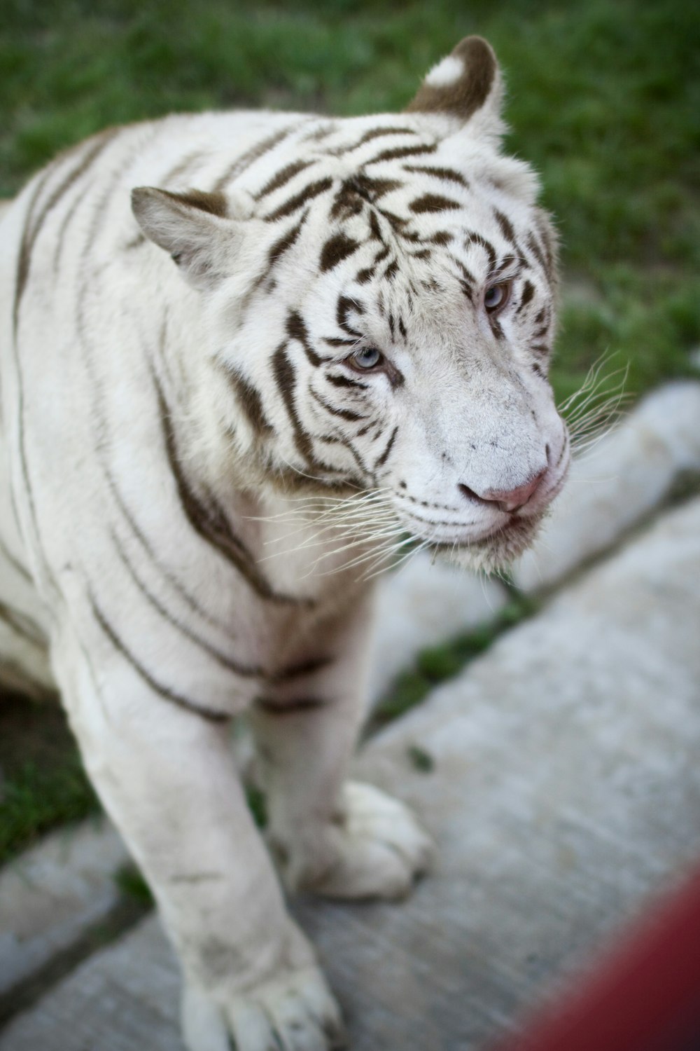 a white tiger standing on top of a lush green field