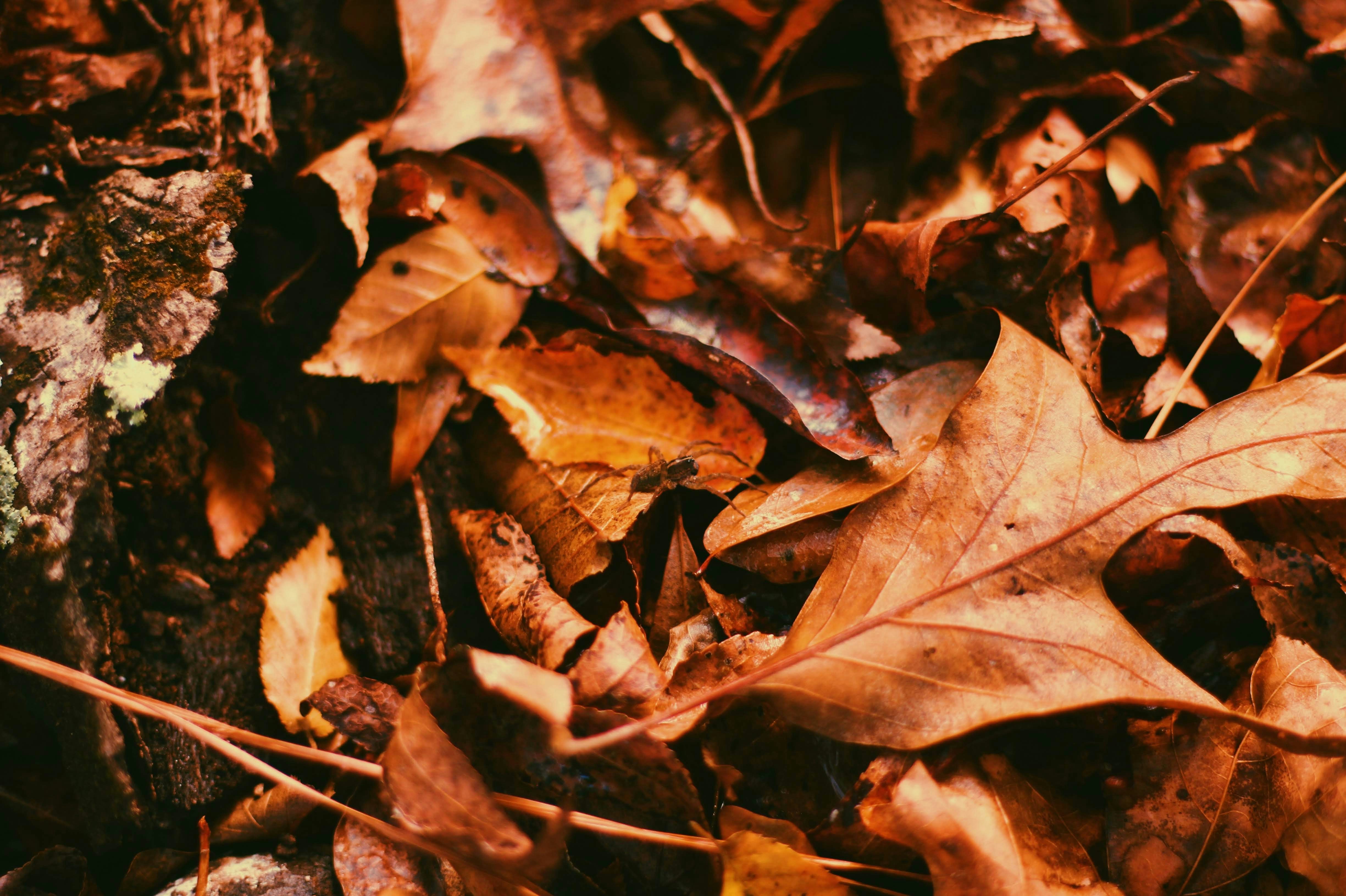 a bunch of leaves that are on the ground