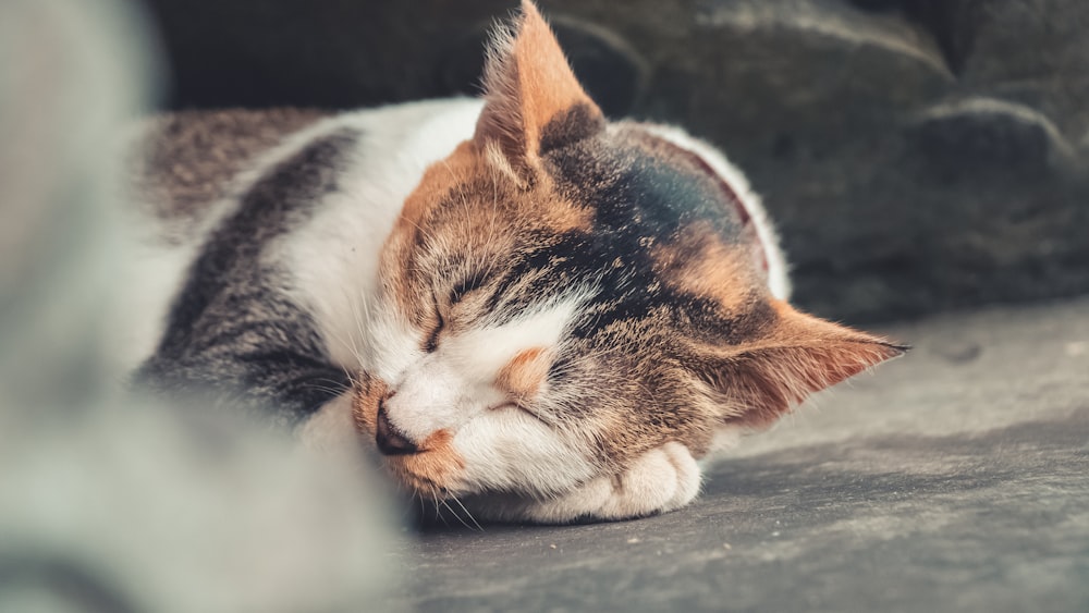 a cat is sleeping on the ground next to a rock