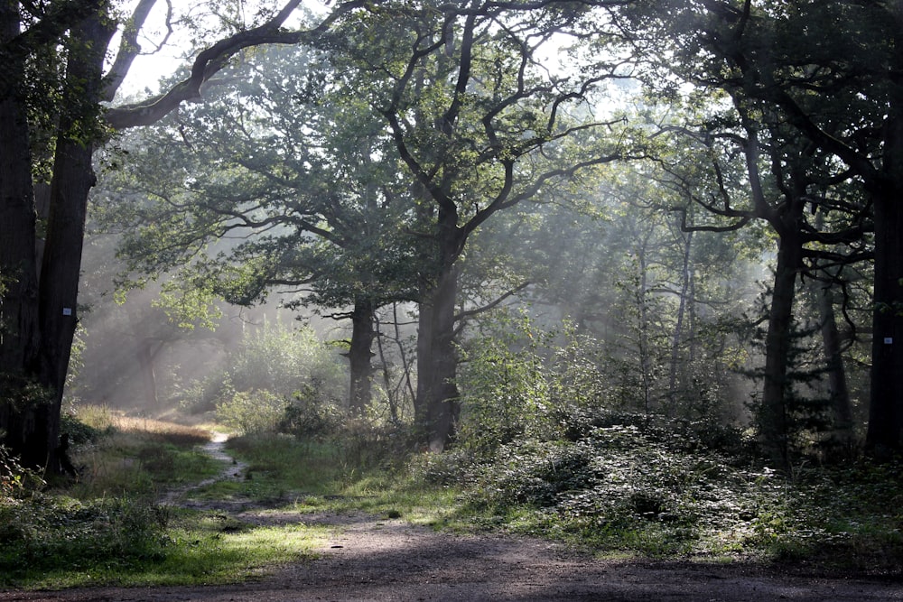 a dirt road in the middle of a forest