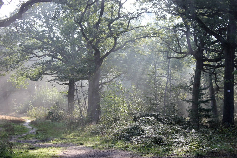 a dirt road in the middle of a forest