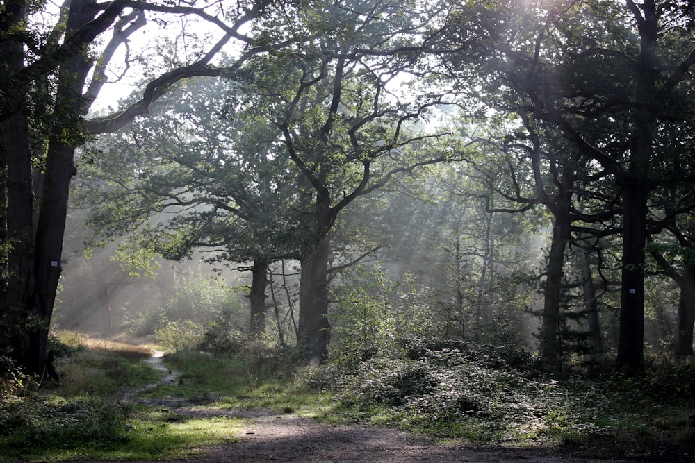 a dirt road in the middle of a forest